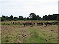 Cows on Darsham Marshes Nature Reserve in IP17 3EL