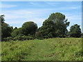 Path on Darsham Marshes Nature Reserve in IP17 3EL