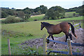 West Dorset : Grassy Field & Horse in DT8 3PB