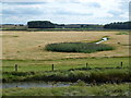 Reclaimed land on Deepdale Marsh - Norfolk in Burnham Norton