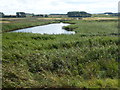 Reed bed and lagoon on Deepdale Marsh in Norfolk in Burnham Norton