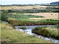 Swans and reeds on Deepdale Marsh in Norfolk in Burnham Norton