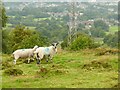 Sheep above New Mills in New Mills East Ward