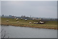 Sheep grazing by the Great Ouse in PE38 0PW