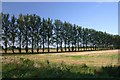Poplars on Isleham Fen in CB7 5RG
