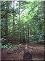 Woodland, Brandon Country Park in IP27 0AR