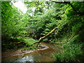 Fallen tree bridging Saltburn Gill in TS12 1HB