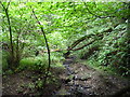 Fallen tree bridging a tributary of Saltburn Gill in TS12 1HB