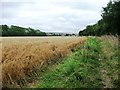 Public footpath on the edge of an oat field in TS12 2UW