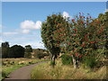 Rowan trees next a Mugdock path in G63 9ET