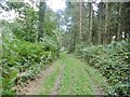 Cranborne, forestry track in BH21 5QN