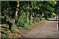 Pavement and tree trunks at Eden Park in BR3 3XB