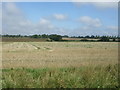 Stubble field south west of Cole End in CB10 2LJ