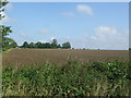 Field towards Will's Ayley in CB10 2LT