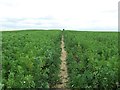 Footpath Through The Crop in CB11 4HD