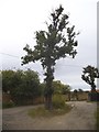 Tree by Bushwood Farm in CM13 1SE