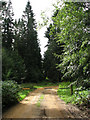 Forestry road through Great Wood in NR10 5PL