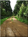 Heading south on the forestry road through Great Wood in NR10 5QQ