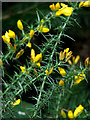 Common Gorse (Ulex europaeus) in NR10 5QQ
