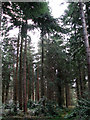 Tall trees in Great Wood in NR10 5QQ