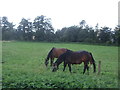 Grazing, Clockhouse Farm in Shimpling