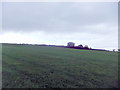 Fields near East Hedleyhope in Hedleyhope