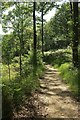 Path in Hembury Woods in TQ11 0HL