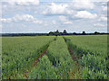 Wheat field, Stapleford Abbotts in RM4 1EG