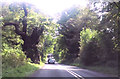 The Big Belly Oak alongside the A346 in SN8 4NE