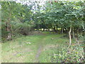 Woodland in Dagnam Park in CM14 5RA