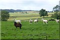 Cattle and sheep in pasture in Kirkwhelpington
