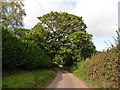 Minor road to Cheriton Fitzpaine in EX17 4AQ