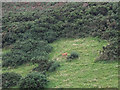 Deer on Woolacombe Down in EX34 7HL