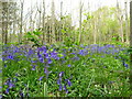 Bluebells in Whitford Wood in CH8 9EG