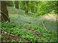 Bluebells in woodland beside the Wales Coast Path in CH8 9QH