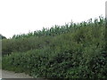 Maize and nettles by Bell Lane, Little Bardfield in CM7 4TG