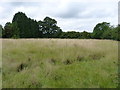 Long grass in field beside Barston Lane in B92 0JY
