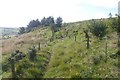Path, Fereneze Hills in G78 1TT