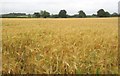 Barley near Hungerfield Farm in B95 5EA