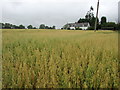 Oats at Hungerfield Farm in B95 5EA