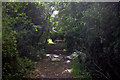 Little Bladen's wood path in CM13 1RZ
