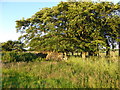 Ruins of farm buildings at Forrestdyke in ML7 5TR