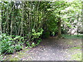 Path in Darch's  Wood in TN21 0QD