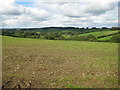 Autumn sown crop near Purtington in TA20 4DJ