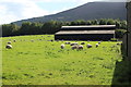 Sheep grazing at Red Barn Farm in NP7 7AE