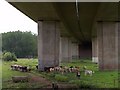 Cattle under motorway in EX3 0FB