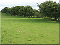 Pasture and shelterbelt at Auchengray in ML11 8RN