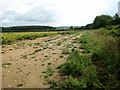 Field margin with weeds in NR9 5LA