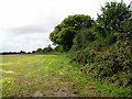 Trees growing in a field boundary hedge in NR9 5LA