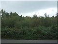 Woodland beside the B1145 in Bawsey